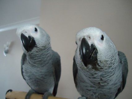African gray parrots male and female for sale
