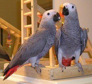 Talkative Congo African Grey Parrots