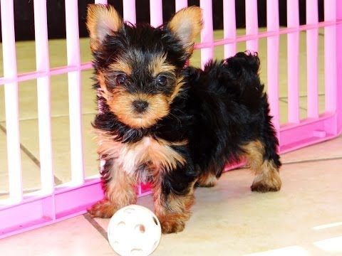 Tiny yorkies male and female for sale