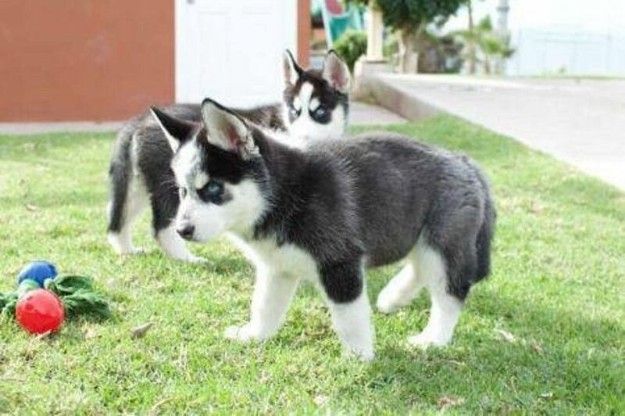 Adorable outstanding Husky puppies