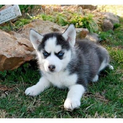 Best Siberian husky pups ready for sale