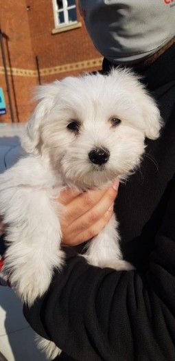 Beautiful Maltese Pups for New Lover 