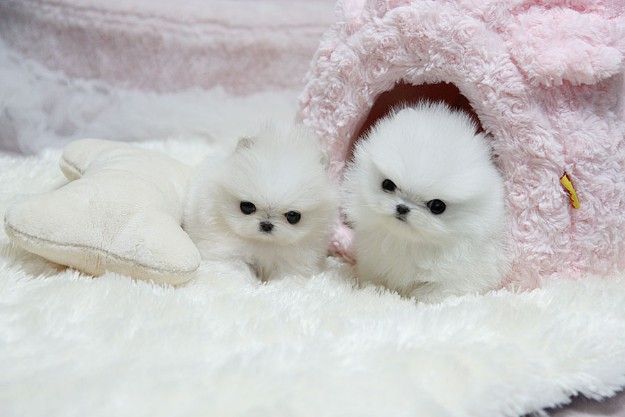 Pure breed Pomeranian Puppies for sale boys and girls 