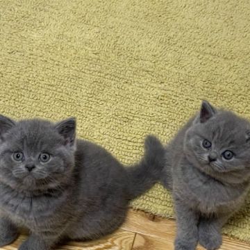 Adorable British short hair x kittens ready for new homes. 