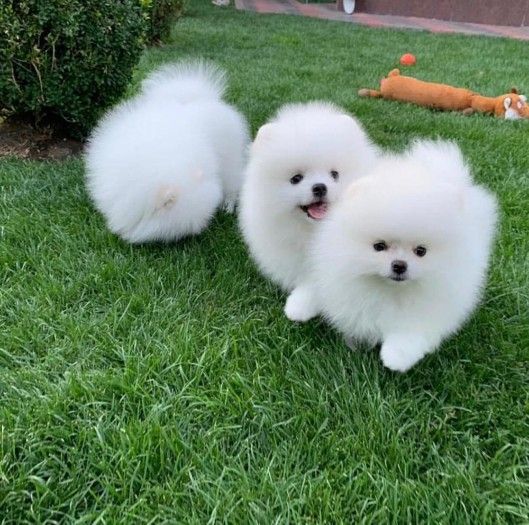 Charming Teacup Pomeranian Puppies for Sale
