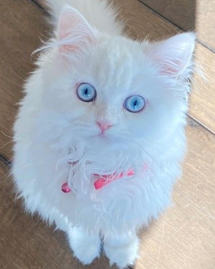Amazing Persian Cat for adoption