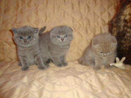 Healthy Scottish Fold Kittens for sale