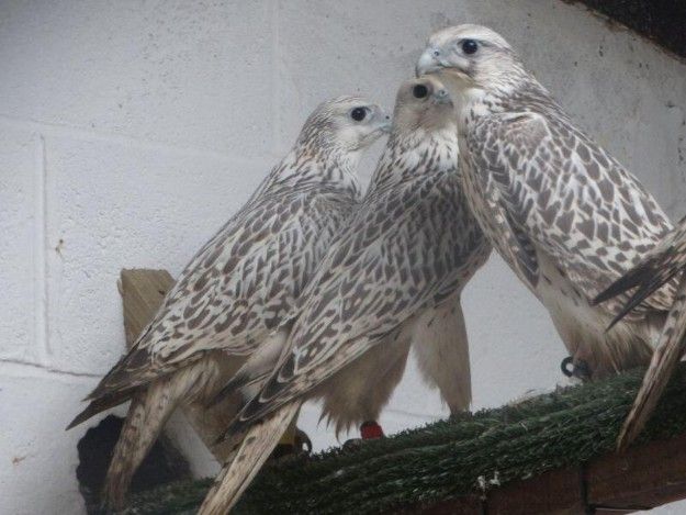  Falcon Males And Females 