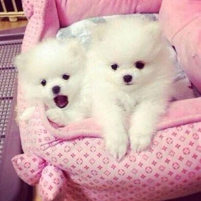 Pure breed Pomeranian Puppies for sale boys and girls 