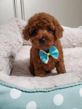 Purebred Toy Poodle puppies available