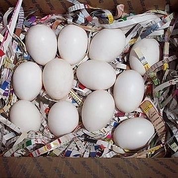 Fertile Bird Eggs For Sale (Parrot Eggs)