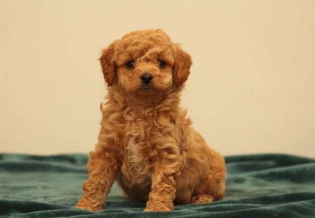 Two Top Class cockapoo Puppies Available