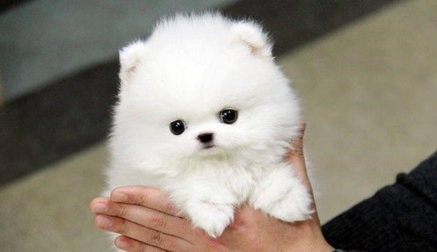 Adorable outstanding Pomeranian puppies