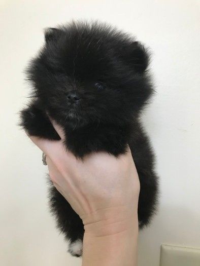  Beautiful Pomeranian puppies for good home