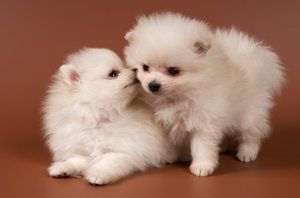  couple Pomeranian Puppies