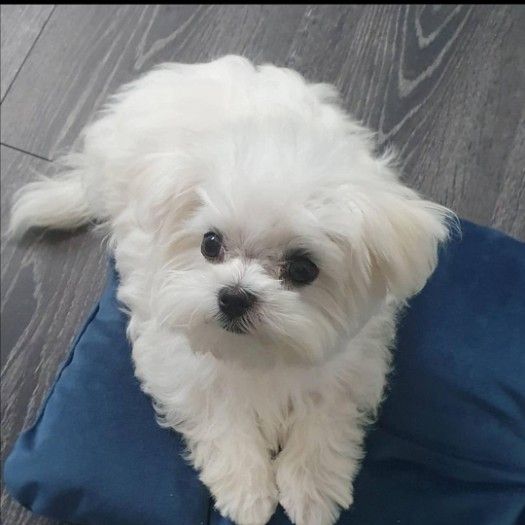 Teacup Maltese   Puppies for sale/whatsapp  to  055 226 3211