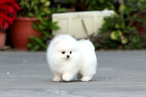  Beautiful Pomeranian puppies for good home