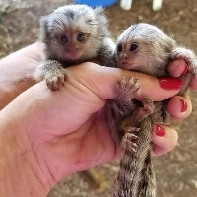 WE GIVE OUR MARMOSET MONKEYS TO LOVING HOMES