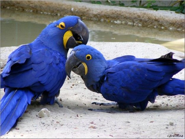Macaw Parrots Available For Sale 