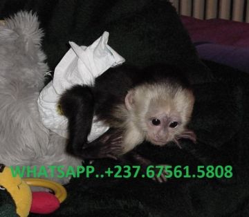 WHITE FACE CAPUCHIN BABY MONKEY FOR SALE