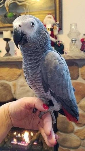 African grey parrots available for adoption