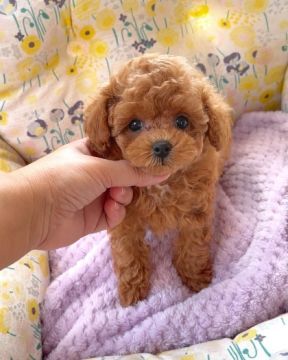 Babydoll face male and female toy  Poodle. Puppy
