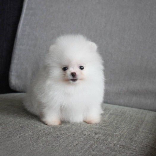 Tiny  Pomeranian   Puppies for sale/whatsapp  to  055 226 3211