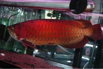 SUPER RED AROWANA,ALBINO STINGRAY FISH FOR SALE