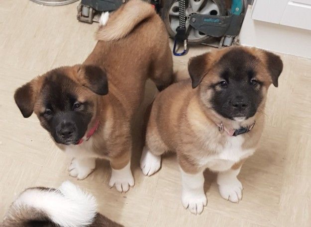 Beautiful Akita puppies ready for their new home