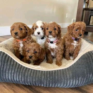 Healthy cavapoo puppies ready for their new and forever homes