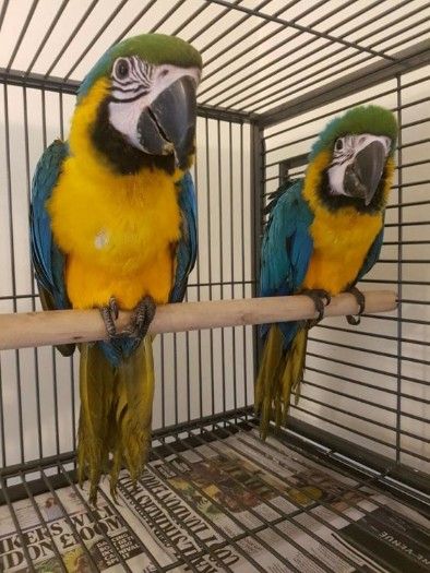 Sweet macaw looking for a good and ca home.
