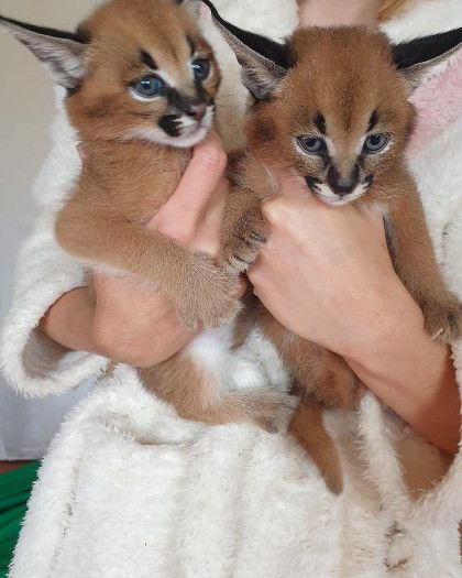 Serval ,savannahf1 ocelot , caracal and bengal kittens available 