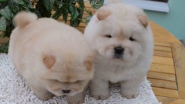 Adorable outstanding Chow Chow puppies