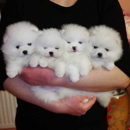 Cute pomeranian puppies available for adoption