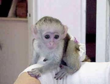 Trained Marmoset &amp; Capuchin monkey For Sale