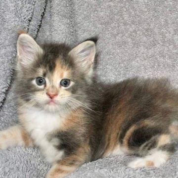 Adorable outstanding Maine coon kitten Available