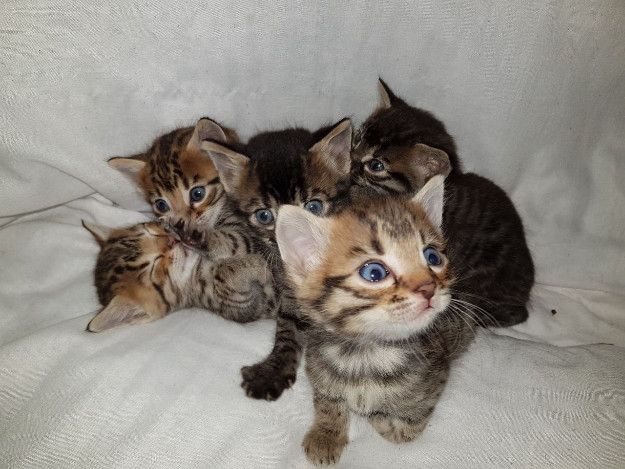 Bengal Kittens Available now 