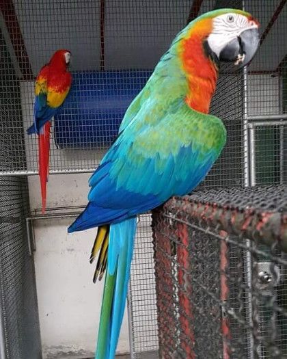 Title: Macaws(red and Blue) African grey available