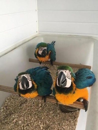 Macaw Parrots for sale