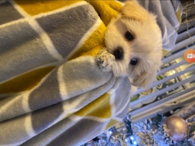 charming maltipoo girl puppy for sale