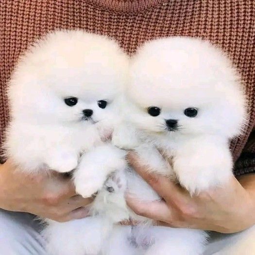 Beautiful high quality pomeranian puppies