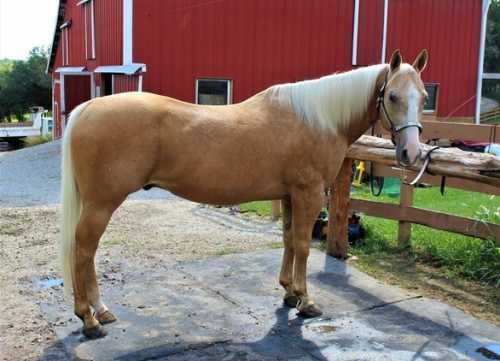 Great horse  for sale