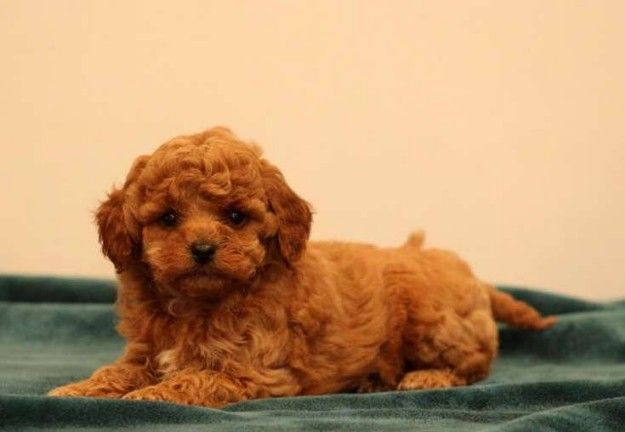 Two Top Class cockapoo Puppies Available