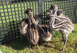 Ostrich Chicks for sale /Red and Black neck Ostrich for sale