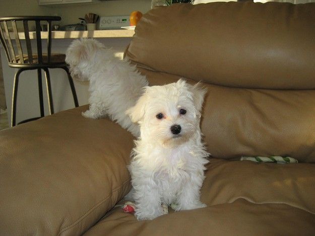 Two Teacup Maltese Puppies Needs a New family