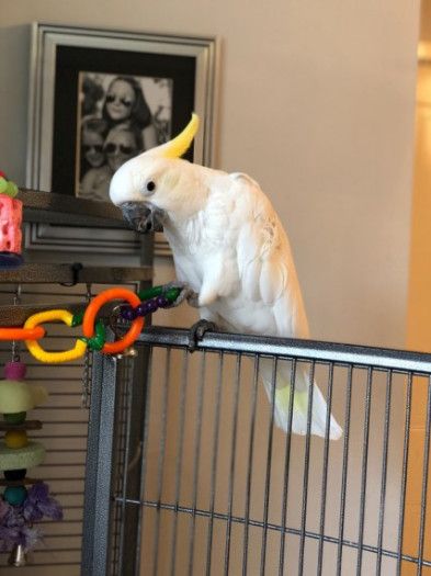 Lovely Cuddly Super Tame Friendly Female Cockatoo bird