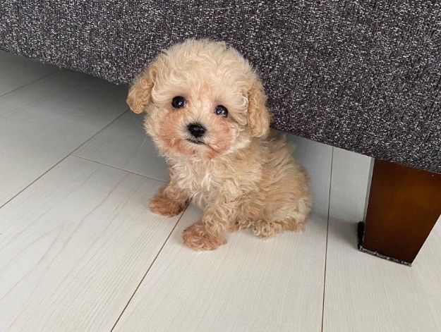 Toilet Trained Cute Toy Poodle Puppies Available Now
