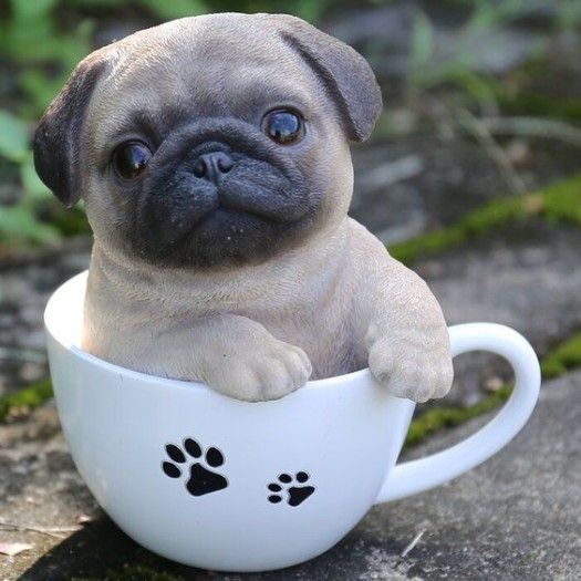 Cute Pug Puppies for sale