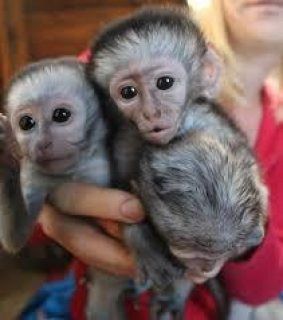 Lovely Capuchin Monkeys available