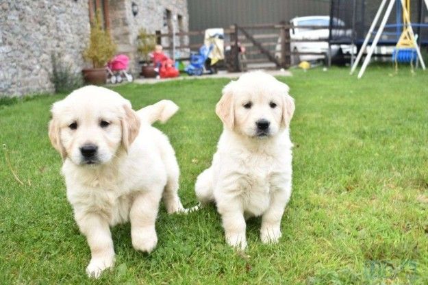 Male and Female Golden Retriever Puppies For Sale